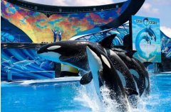 为保护动物权益 美联航停止SeaWorld门票销售-北美国际空运