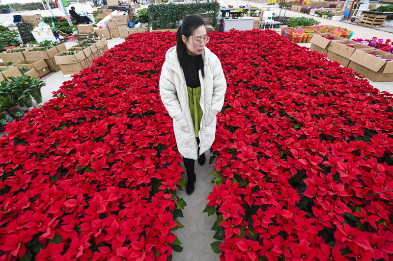 河北永清：新年将至花市火