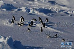 上海货运公司-“雪龙兄弟”在企鹅群注视下穿越南极圈